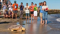 Diketahui ada lebih dari 500 penyu temukan di pantai Cape Cod dalam kondisi pingsan pada bulan November dan Desember 2021.  