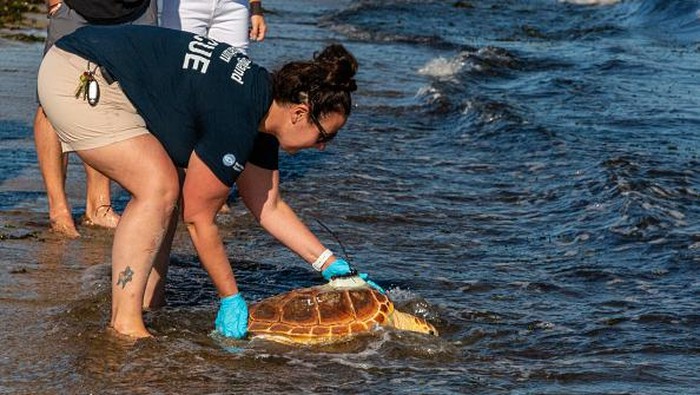 Sebelum Dilepas Penyu di AS Dipasang Satelit, Buat Apa? With help from the New England Aquarium staff, a loggerhead sea turtle makes its way to the ocean on June 29, 2022, at West Dennis Beach in West Dennis, Massachusetts after eight months of rehabilitation at the New England Aquariums sea turtle rehabilitation center in Quincy. - Over 500 were found on the shores of Cape Cod cold-stunned in November and December of 2021. (Photo by Lauren Owens Lambert / AFP) (Photo by LAUREN OWENS LAMBERT/AFP via Getty Images)