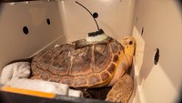 Seekor penyu tempayan berada di dalam sebuah kotak sebelum dilepaskan kembali ke laut di Pantai West Dennis di West Dennis, Massachusetts, Amerika Serikat, Kamis (29/6/2022).  