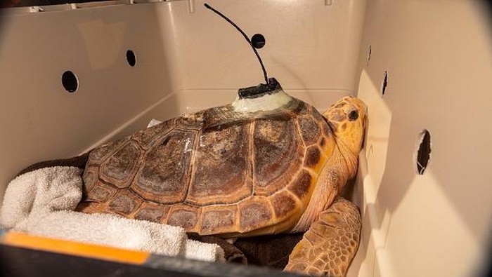 Sebelum Dilepas Penyu di AS Dipasang Satelit, Buat Apa? With help from the New England Aquarium staff, a loggerhead sea turtle makes its way to the ocean on June 29, 2022, at West Dennis Beach in West Dennis, Massachusetts after eight months of rehabilitation at the New England Aquariums sea turtle rehabilitation center in Quincy. - Over 500 were found on the shores of Cape Cod cold-stunned in November and December of 2021. (Photo by Lauren Owens Lambert / AFP) (Photo by LAUREN OWENS LAMBERT/AFP via Getty Images)