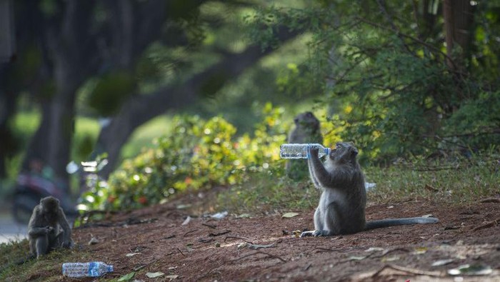 Seekor monyet ekor panjang (Macaca fascicularis) membawa sampah air minum dalam kemasan yang dilemparkan warga di kawasan Suaka Margasatwa Muara Angke pada Jumat (26/3/2021) (ANTARA FOTO/Aditya Pradana Putra/foc)