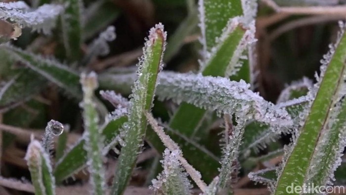Suhu udara di Dieng pagi ini turun hingga minus 1 derajat Celsius, Kamis (30/6/2022).