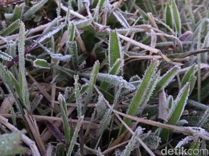 Suhu udara di Dieng pagi ini turun hingga minus 1 derajat Celsius, Kamis (30/6/2022).