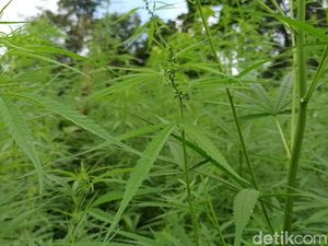 Bupati Gayo Lues Siapkan Lahan 200 Hektare untuk Pelegalan Ganja