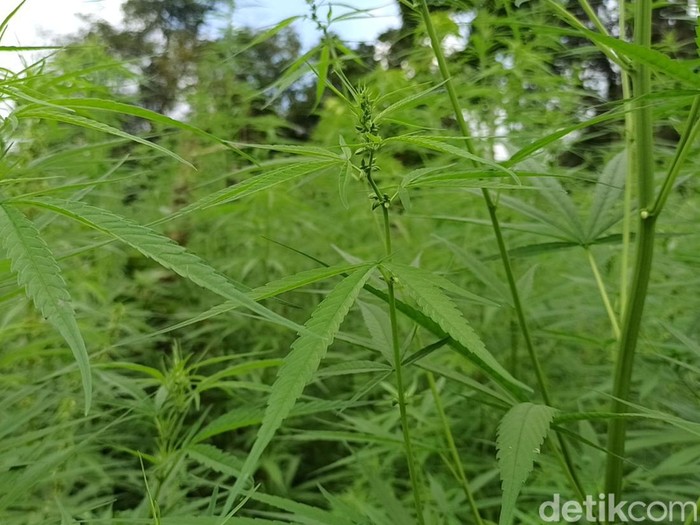 Tanaman ganja.