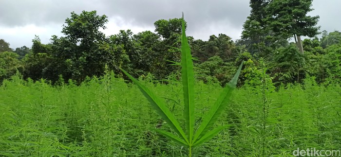 Tanaman ganja.
