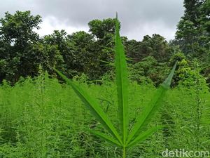 Guru Besar UGM: Ganja Tidak Perlu Dilegalisasi