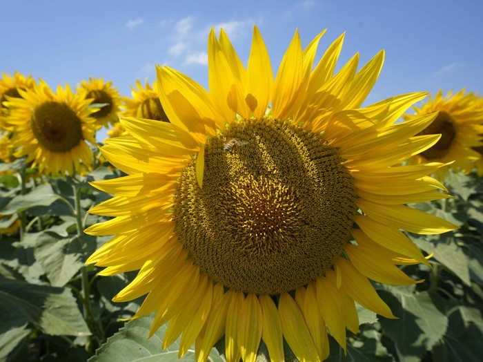 Terpesona Cantiknya Bunga Matahari yang Bermekaran di Italia Bunga matahari bermekaran di perkebunan yang berada di kawasan Italia utara. Pemandangan bunga-bunga matahari yang bermekaran itu sungguh memesona. Ini fotonya.
