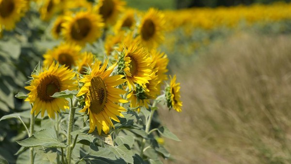 Ratusan bunga matahari yang bermekaran membuat pemandangan di area perkebunan sungguh memesona.