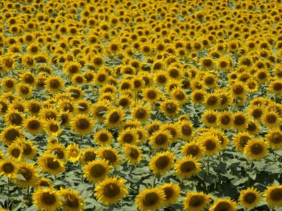 Terpesona Cantiknya Bunga Matahari yang Bermekaran di Italia