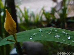 Jakarta-Depok-Bekasi Biasa Gerah Terasa Dingin, Ini Penyebabnya