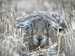 Karya Jawara WildArt Photographer of The Year 2022 Bikin Terkesima