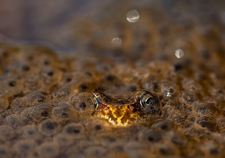 WildArt Photographer of the Year 2022