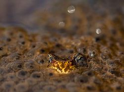 Karya Jawara WildArt Photographer of The Year 2022 Bikin Terkesima