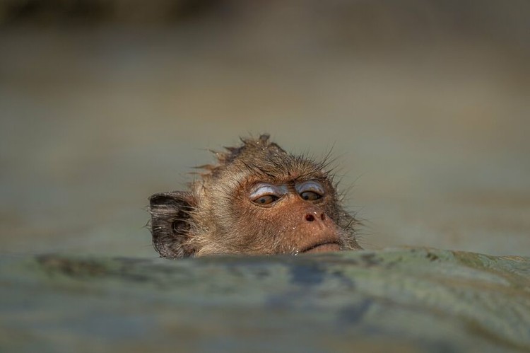WildArt Photographer of the Year 2022
