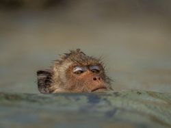Karya Jawara WildArt Photographer of The Year 2022 Bikin Terkesima
