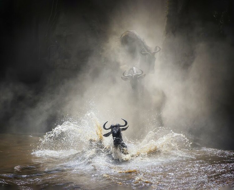 WildArt Photographer of the Year 2022