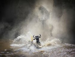 Karya Jawara WildArt Photographer of The Year 2022 Bikin Terkesima