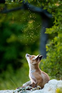 WildArt Photographer of the Year 2022