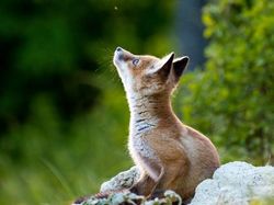 Karya Jawara WildArt Photographer of The Year 2022 Bikin Terkesima