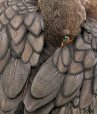 WildArt Photographer of the Year 2022