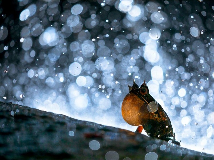 WildArt Photographer of the Year 2022
