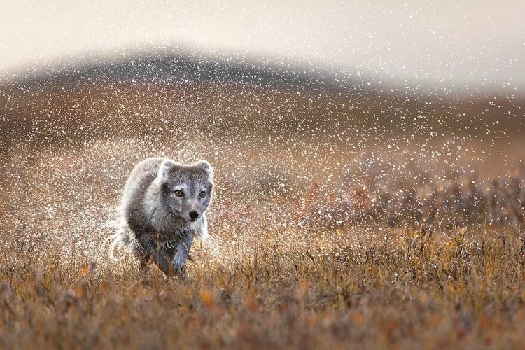 WildArt Photographer of the Year