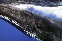 WildArt Photographer of the Year