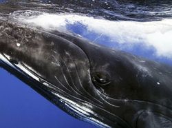 Karya Jawara WildArt Photographer of The Year 2022 Bikin Terkesima