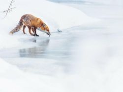 Karya Jawara WildArt Photographer of The Year 2022 Bikin Terkesima