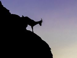 Karya Jawara WildArt Photographer of The Year 2022 Bikin Terkesima