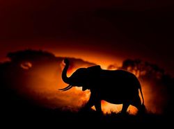 Karya Jawara WildArt Photographer of The Year 2022 Bikin Terkesima