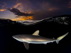 Karya Jawara WildArt Photographer of The Year 2022 Bikin Terkesima
