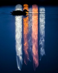 WildArt Photographer of the Year
