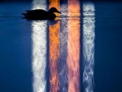 Karya Jawara WildArt Photographer of The Year 2022 Bikin Terkesima