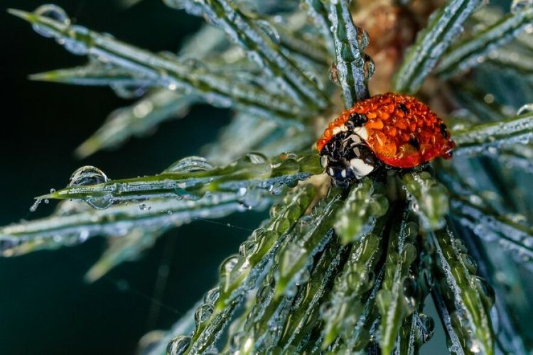 WildArt Photographer of the Year