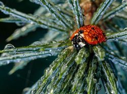 Karya Jawara WildArt Photographer of The Year 2022 Bikin Terkesima