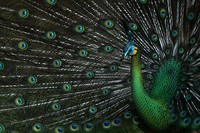 WildArt Photographer of the Year