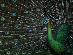 Karya Jawara WildArt Photographer of The Year 2022 Bikin Terkesima
