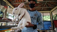 Kelinci identik dengan kawasan sejuk dan dingin, seperti di kawasan Lembang Kabupaten Bandung Barat, Ciwidey Kabupaten Bandung, atau Malang Jawa Timur. Namun ternyata mereka bisa beradaptasi dengan suhu yang relatif panas di Jakarta.  