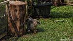 Ada Taman Kelinci Lho di Jakarta, Anak-anak Pasti Suka