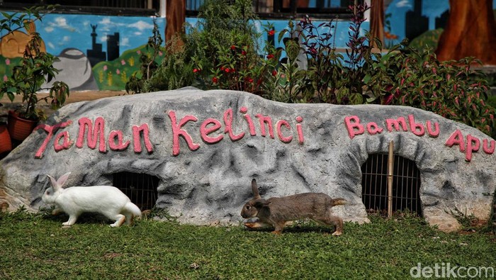 Pengunjung bermain bersama kelinci di Taman Kelinci Bambu Apus, Pusat Pelayanan Kesehatan Hewan dan Peternakan (Pusyankeswanak), Cipayung, Jakarta Timur, Kamis (30/6/2022).