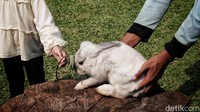 Gelarnya sebagai dokter hewan mendorong Renova menginisiasi pembuatan Taman Kelinci Bambu Apus yang dibuka sejak 2018. Awalnya ia membeli sebanyak 100 kelinci dari kawasan Bogor, Jawa Barat.
