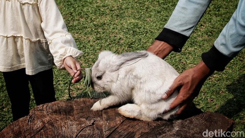 Pengunjung bermain bersama kelinci di Taman Kelinci Bambu Apus, Pusat Pelayanan Kesehatan Hewan dan Peternakan (Pusyankeswanak), Cipayung, Jakarta Timur, Kamis (30/6/2022).