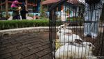 Ada Taman Kelinci Lho di Jakarta, Anak-anak Pasti Suka