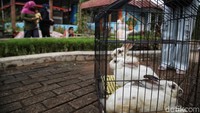 Terdapat tiga unit kandang kelinci di lokasi itu. Satu lokasi di bagian depan sebagai area pertunjukan dan dua kandang utama berada di bagian belakang kebun. Setiap kandang didesain sederhana menggunakan kerangka kayu dan jaring agar sirkulasi udara bersifat terbuka.