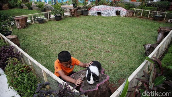 Sekitar 188 kelinci dari berbagai ras menghuni taman seluas dua hektare di Kantor Pusat Pelayanan Kesehatan Hewan dan Peternakan (Pusyankeswanak) Dinas Ketahanan Pangan, Kelautan dan Peternakan (KPKP) DKI Jakarta, Bambu Apus, Cipayung, Jakarta Timur.  