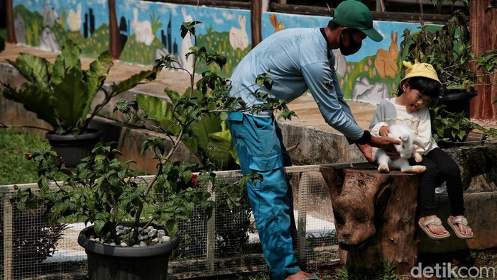 Pengunjung bermain bersama kelinci di Taman Kelinci Bambu Apus, Pusat Pelayanan Kesehatan Hewan dan Peternakan (Pusyankeswanak), Cipayung, Jakarta Timur, Kamis (30/6/2022).