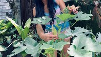 Bahkan Asri Welas menanam sendiri sayuran untuk dimasak. Seperti pada momen ini, ia memanen okra di kebun kecil di rumahnya. Foto: Instagram @Asri_welas