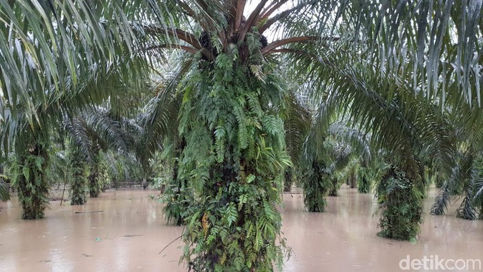 Pohon sawit milik warga di Bengkulu terendam banjir. (Hery Supandi/detikSumut)